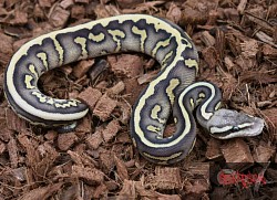 Pastel chocolate leopard lesser het ghost