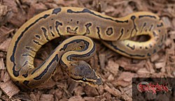 Leopard Pinstripe het ghost female