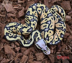 Super Pastel Pos Het Clown Female