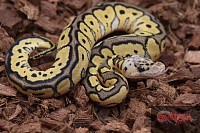 Pastel Clown Female