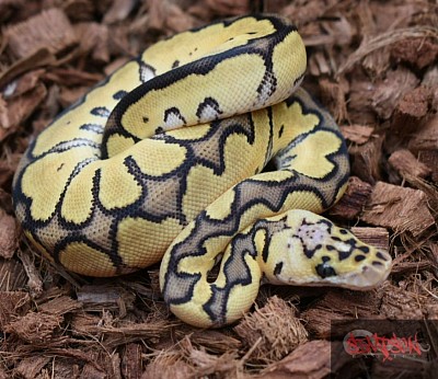Male