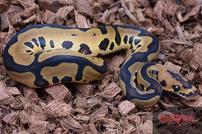 Male