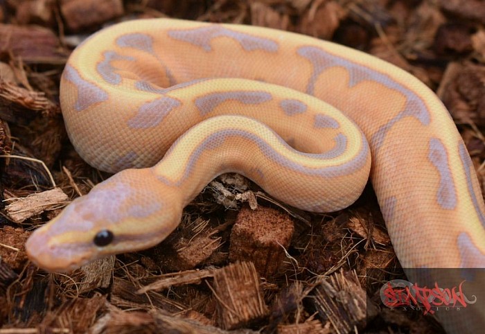 Banana combos are so brilliantly colored!
