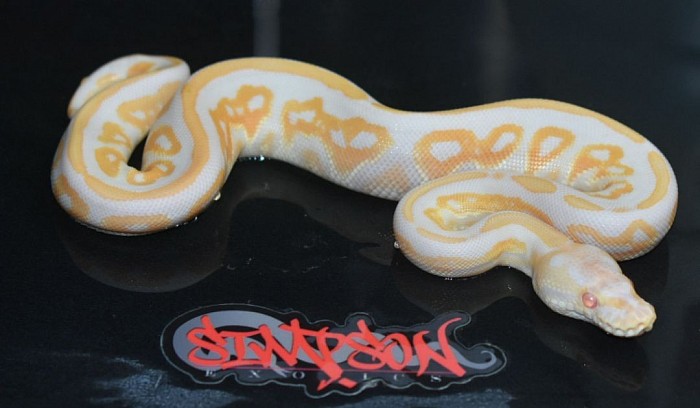 Everyone loves an albino!