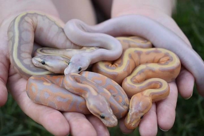 Banana Genetic Stripe Clutch