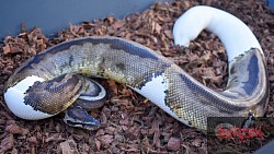 Skye, Pied Female