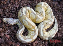 Astro, Banana Yellowbelly 100% het pied