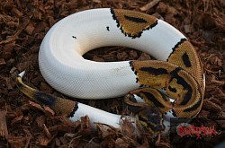 Leopard Pied 100% het clown female
