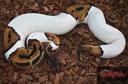 Leopard Pied 100% het Clown female #2