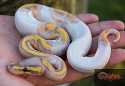 Banana Pied Male