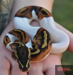 Pied Female