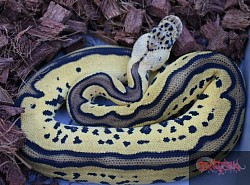 Pastel Leopard Clown female