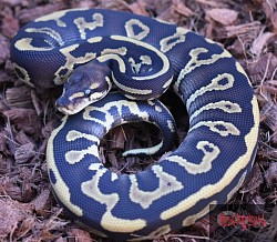 Leopard Mojave 100% het clown female