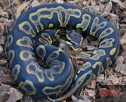 Leopard Sable 100% het clown female