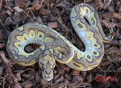 Lesser Clown female 1