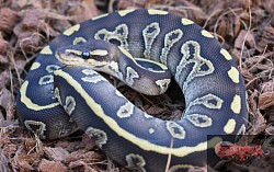 Sable Mojave 100% het clown