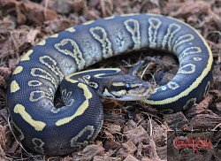 Leopard Sable Mojave 100% het clown