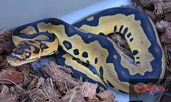 Leopard Clown female 2