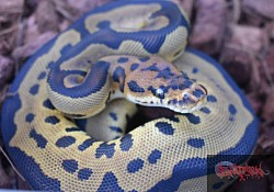 Leopard clown female 1