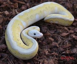 Super Pastel Lesser Clown female