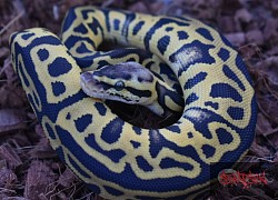 Pastel Leopard 100% het clown female