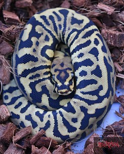 Leopard Spotnose 100% het clown female