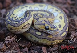 Lesser Clown female 2