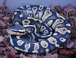 Pastel Chocolate 100% het clown female