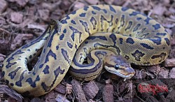 Leopard Chocolate Pinstripe 100% het clown female