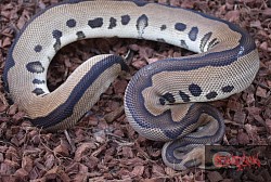 Leopard Clown 100% het pied male
