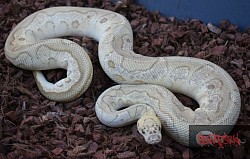 Pastel Lesser Clown Male