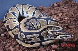 Spotnose 100% het clown female