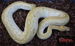 Sunflower- Lesser Clown female