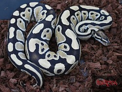Desert Ghost 100% het Clown male