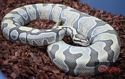 Enchi desert ghost Female