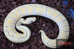 Enchi lemonblast Desert Ghost male
