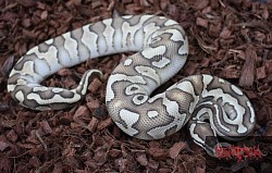 Lesser Cryptic 100% het desert ghost male