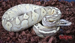 Lesser Firefly 100% het desert ghost female