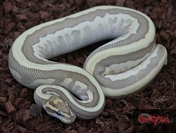 Leopard Lesser Enchi Fire 100% het desert ghost male