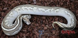 Fire Leopard Lesser 100% het desert ghost female