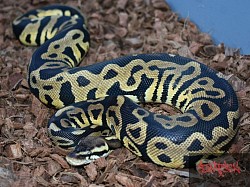 Pastel Leopard 100% het desert ghost female