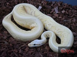 Leopard Pewter Banana 100% het clown male