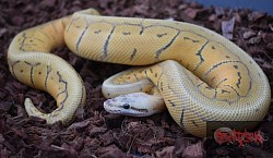 Super blast 100% het clown female