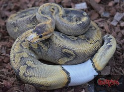 Champagne Leopard GHI 100% het clown male