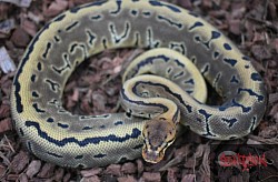 Leopard Pinstripe 100% het clown