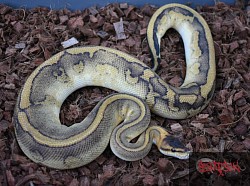 Leopard Champagne 100% het clown female