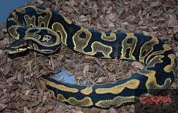 Leopard 100% het clown female