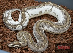 Bamboo Sugar female