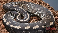 Ursula- Sable Mojave