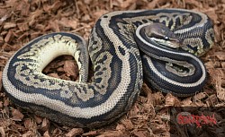 Leopard Pewter female